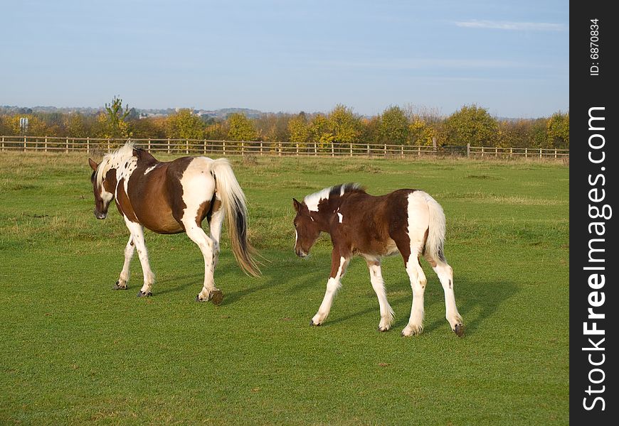 Brown and white horses walking in a field