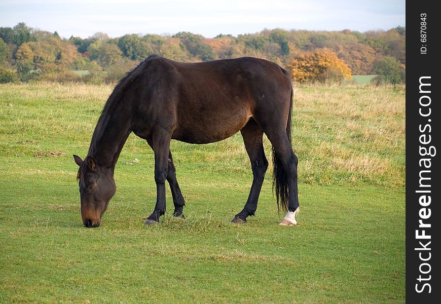 Brown  horse standing grazing  in a field