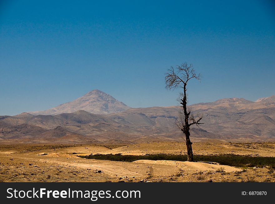 Death tree in middle of desert. Death tree in middle of desert