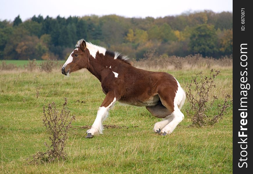 Brown and white foal getting up off the ground. Brown and white foal getting up off the ground