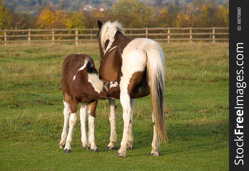 Brown and white foal feeding from mum. Brown and white foal feeding from mum