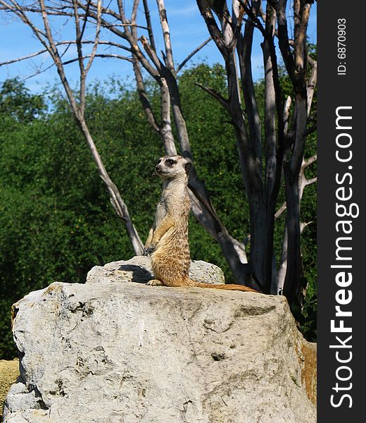 Gopher guard on the stone before his burrow. Gopher guard on the stone before his burrow