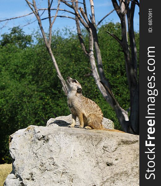 Gopher guard on the stone before his burrow. Gopher guard on the stone before his burrow