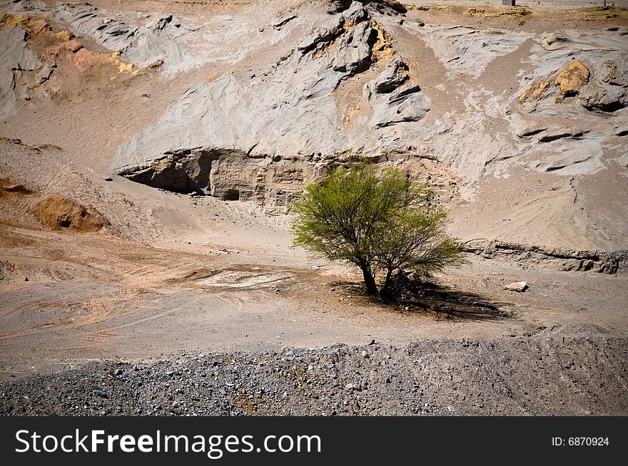 Green tree in middle of desert. Green tree in middle of desert