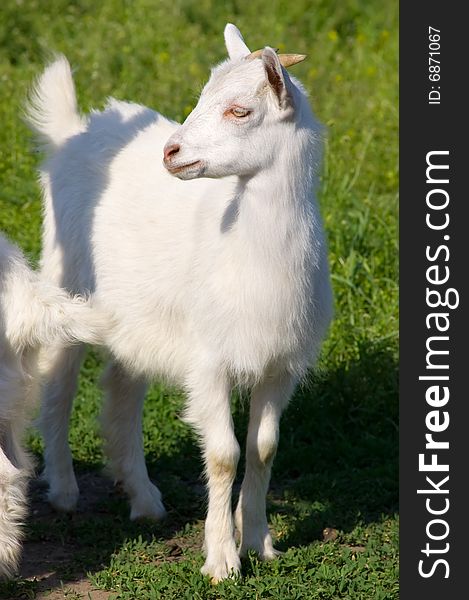 Little young white goat at the meadow