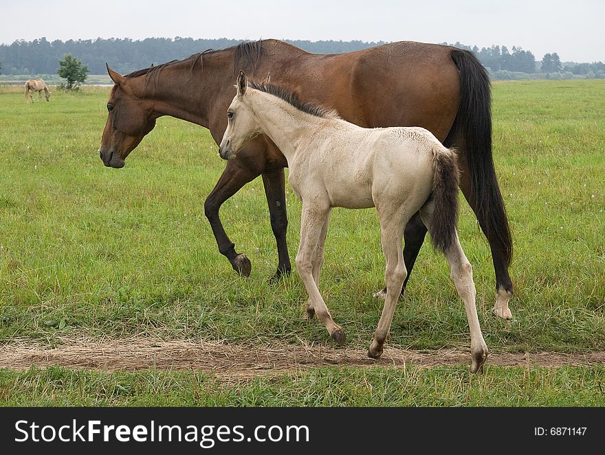 A pasturing brown horse and a white foal. A pasturing brown horse and a white foal
