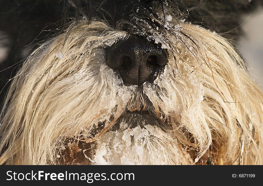 Close-up of a dog's snout covered with snow. Close-up of a dog's snout covered with snow