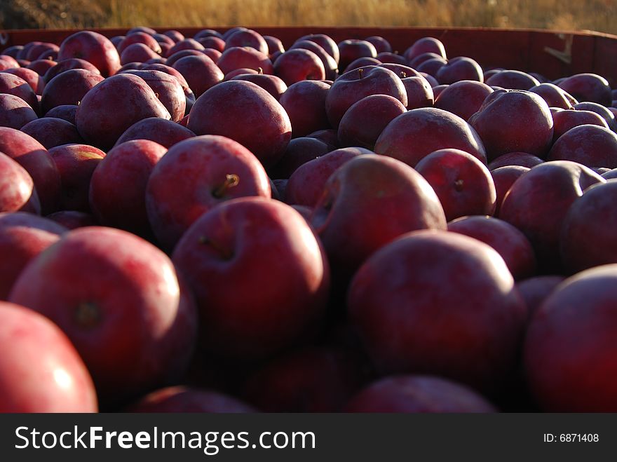 A bowl of fresh picked red apples. A bowl of fresh picked red apples