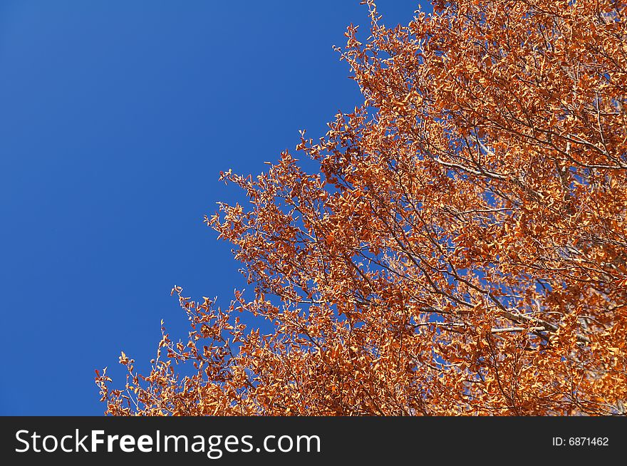 Deep brown Abruzzo fall foliage in central Italy. Deep brown Abruzzo fall foliage in central Italy