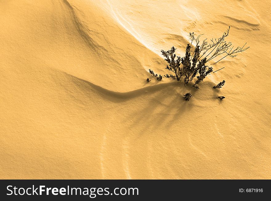 Plantin growing out of tan colored sand on a beach. Plantin growing out of tan colored sand on a beach