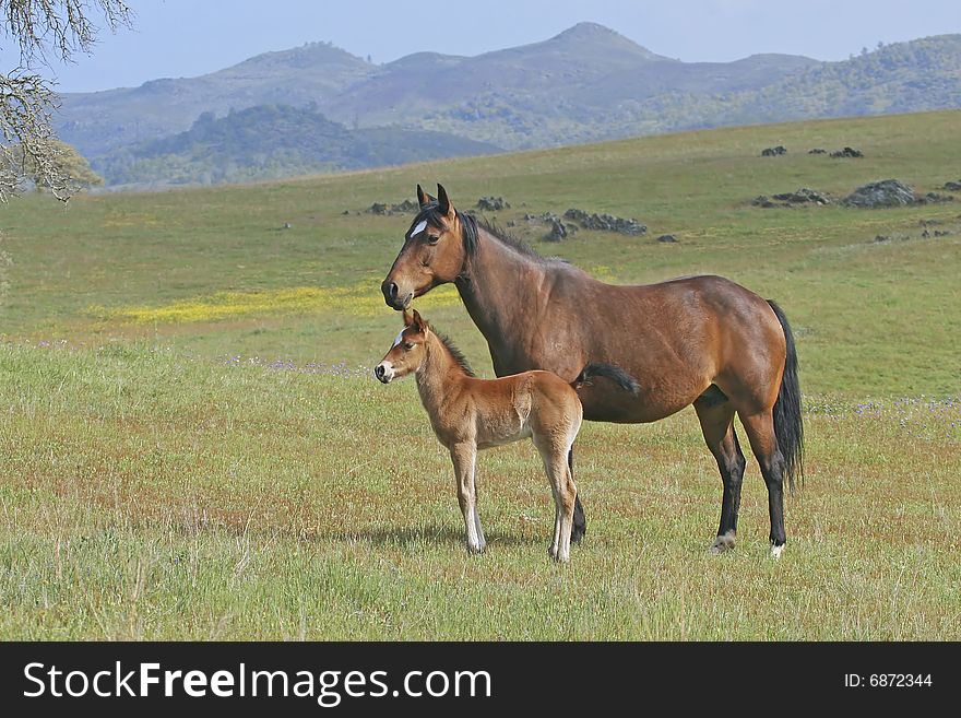 Mother and her filly pose in profile. Mother and her filly pose in profile