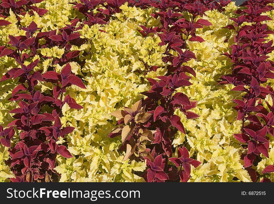 Beautiful foliage of red and yellow for background. Beautiful foliage of red and yellow for background