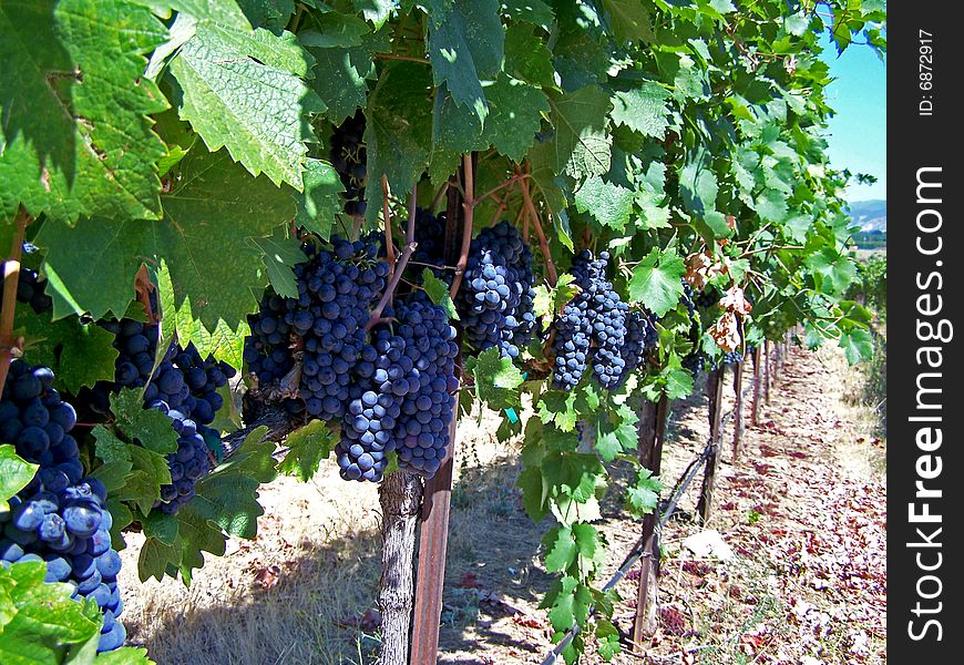 Row of ripened purple grapes growing on the vine. Row of ripened purple grapes growing on the vine