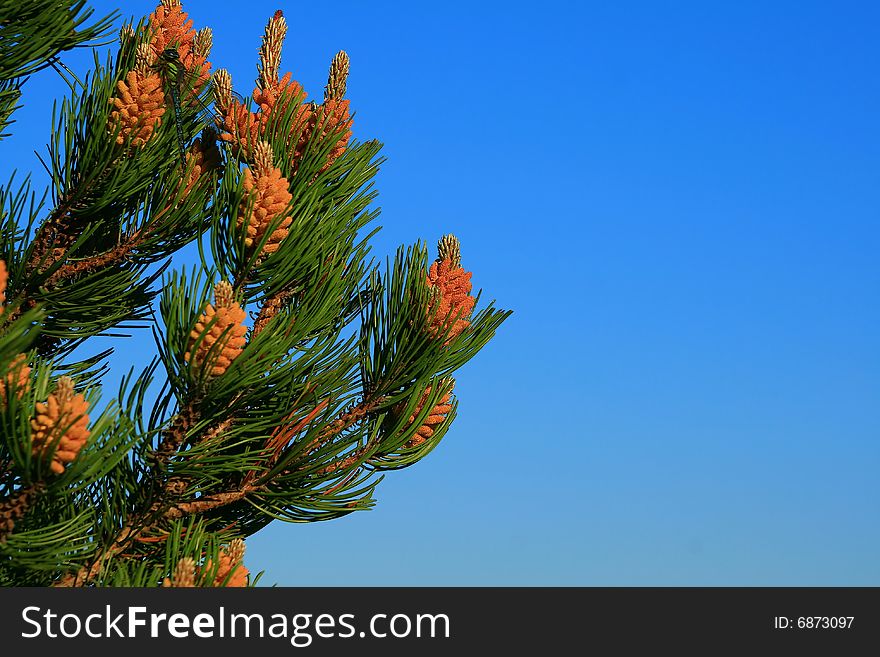 The dragonfly has sat down on young fir cones. The dragonfly has sat down on young fir cones