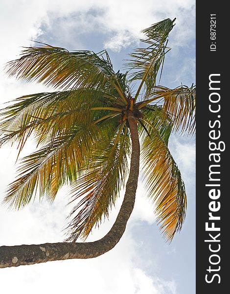 Palm tree from looking upwards towards against a blue sky. Palm tree from looking upwards towards against a blue sky.