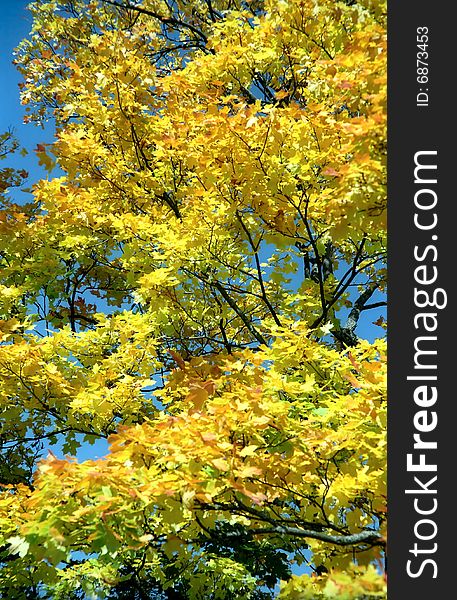 Autumn yellow background of maple tree. Autumn yellow background of maple tree