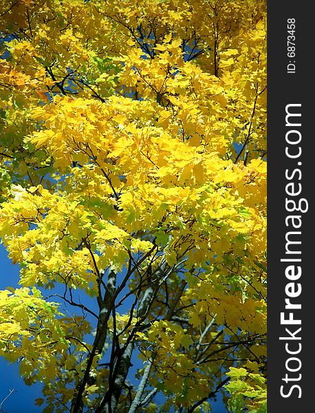 Autumn yellow background of maple tree. Autumn yellow background of maple tree