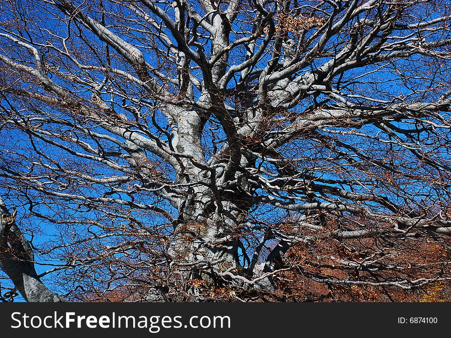 Chaotic branches with no leaves in a tree. Chaotic branches with no leaves in a tree