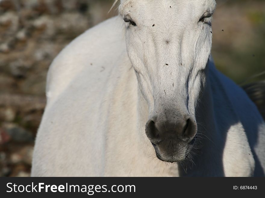 White Horse