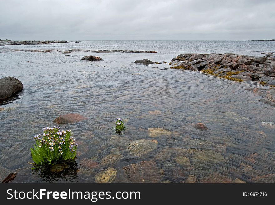 White sea 	(Russia) landscape with  island,  stones,  gray clouds and sea flowers. White sea 	(Russia) landscape with  island,  stones,  gray clouds and sea flowers