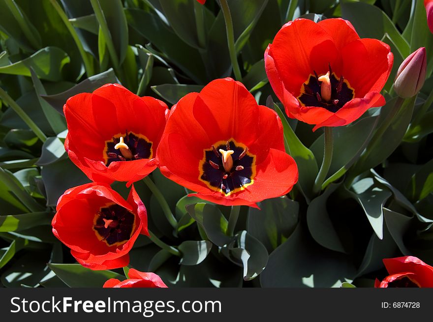 Red tulips in on the sun a garden with leaves. Red tulips in on the sun a garden with leaves