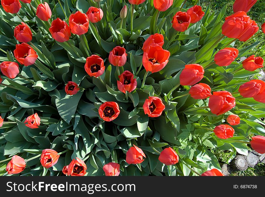 Red tulips in on the sun a garden with leaves. Red tulips in on the sun a garden with leaves