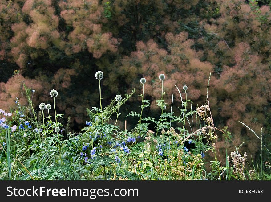 Ornamental plants in a botanical garden in Moscow