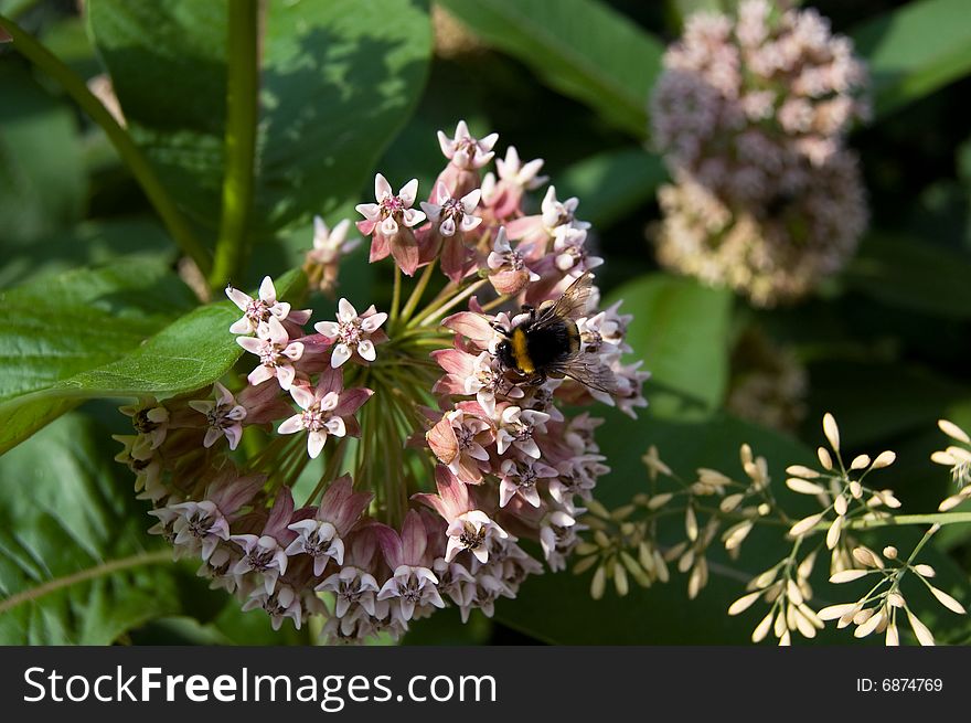 Bumblebee on a flower in a botanical garden