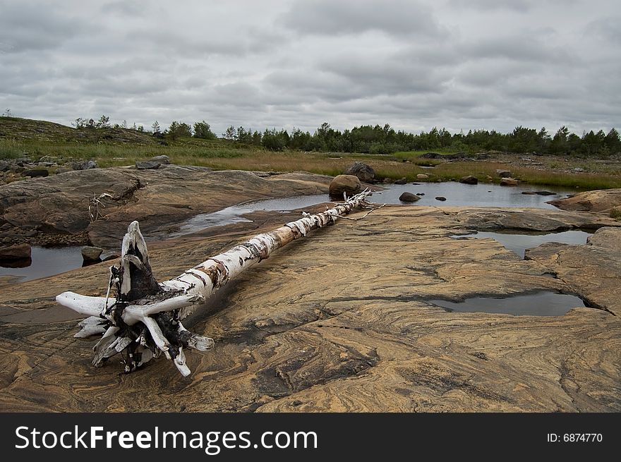 White sea 	(Russia) landscape with 	   stones, lying tree and gray clouds. White sea 	(Russia) landscape with 	   stones, lying tree and gray clouds