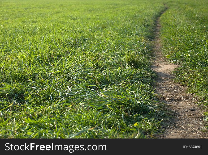 Path through green spring meadow