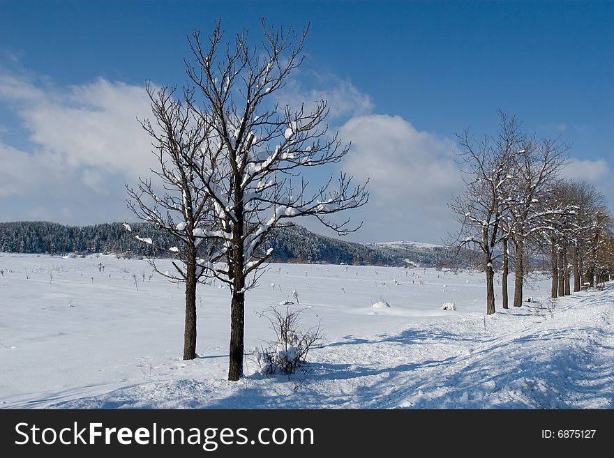 Tree row on a plaincovered by snow. Tree row on a plaincovered by snow