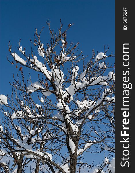 Tree brenches covered by fresh snow on clear blue sky. Tree brenches covered by fresh snow on clear blue sky
