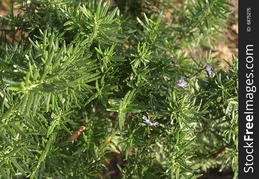 Green rosemary herb nature background