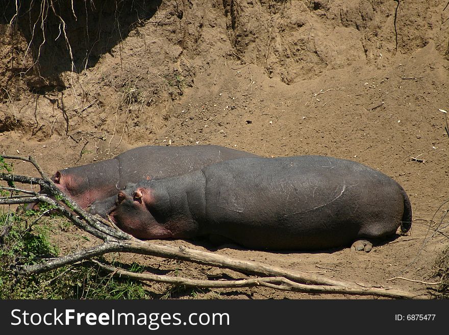 Hippos resting on riverbank in the sun.