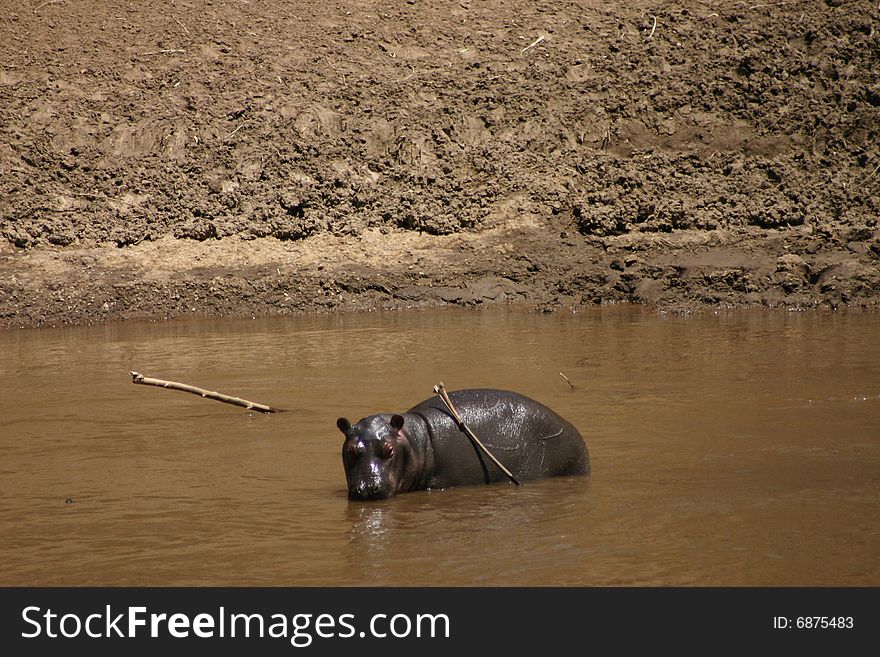 Baby Hippo in the river enjoying the sun.