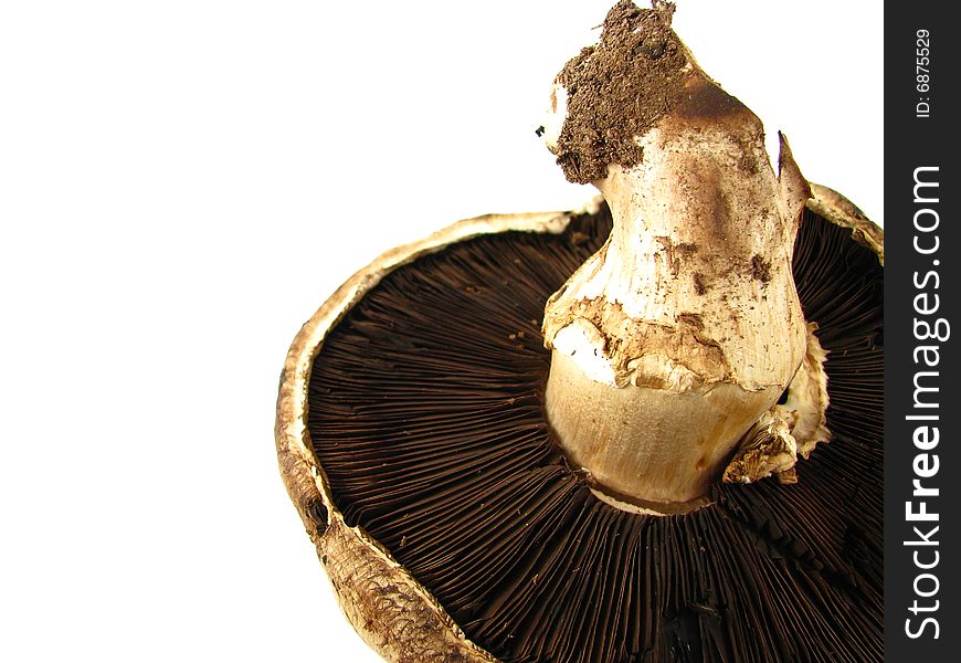 A large, raw portabella mushroom on a white background