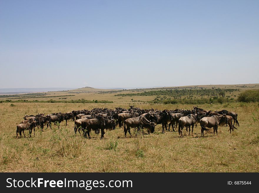 Wildebeast migration, the travel in group for safety reasons.