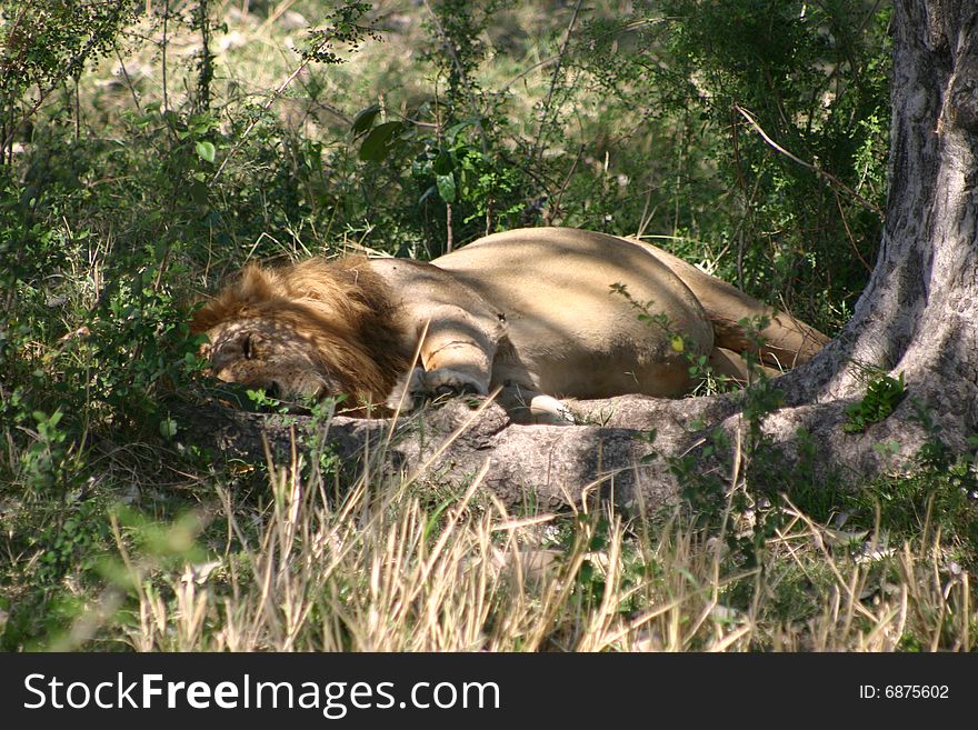 Resting Lion In Kenya