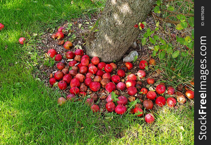 Ripen delicious red apples on the ground by a tree. Ripen delicious red apples on the ground by a tree