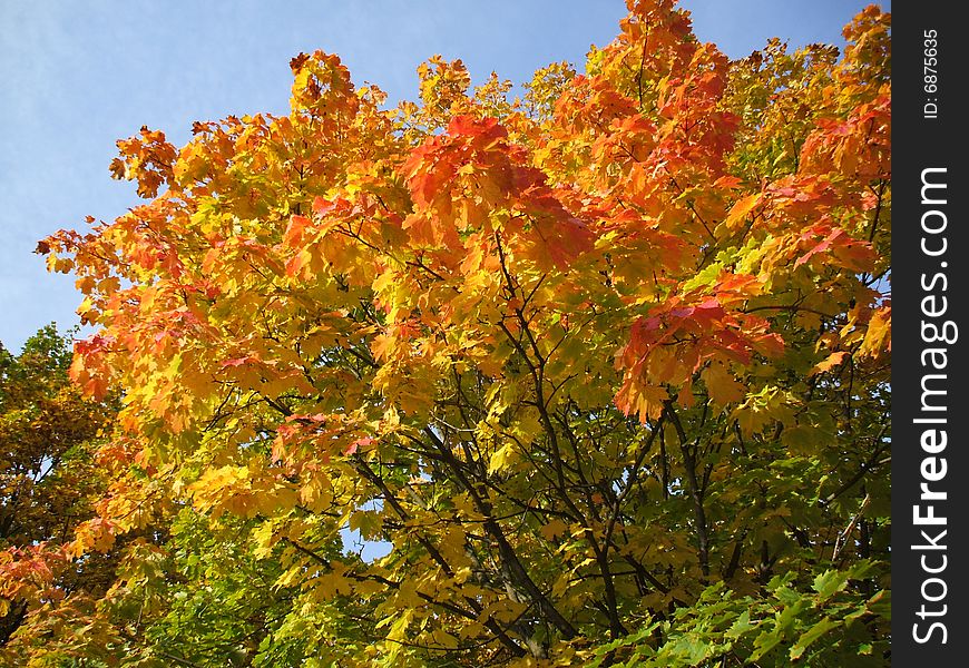 Autumn tree with colored leaves at blue sky. Autumn tree with colored leaves at blue sky