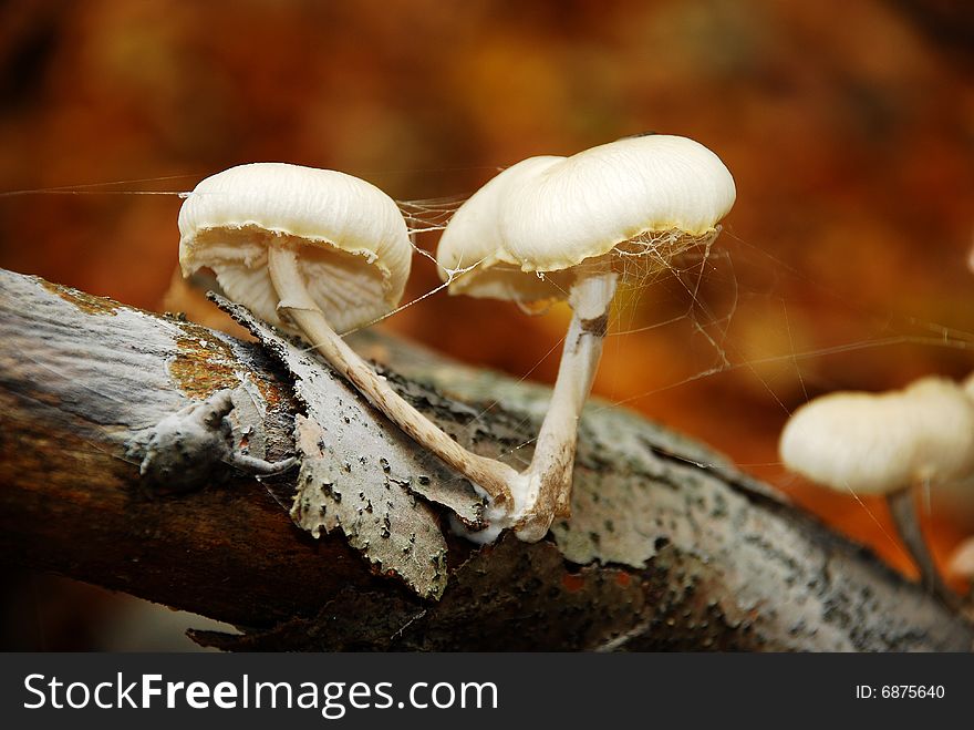 Two mushrooms on a birch trunk