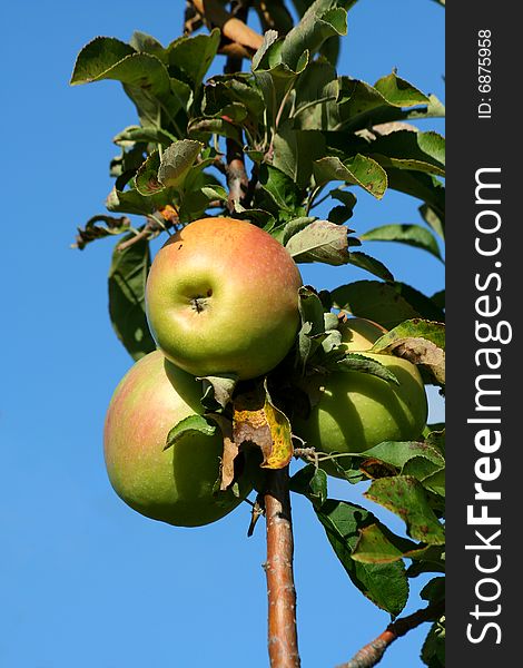 Granny smith apples on a tree against blue sky