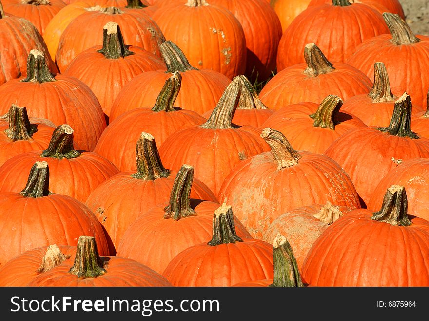 A Bunch of pumpkins for sale