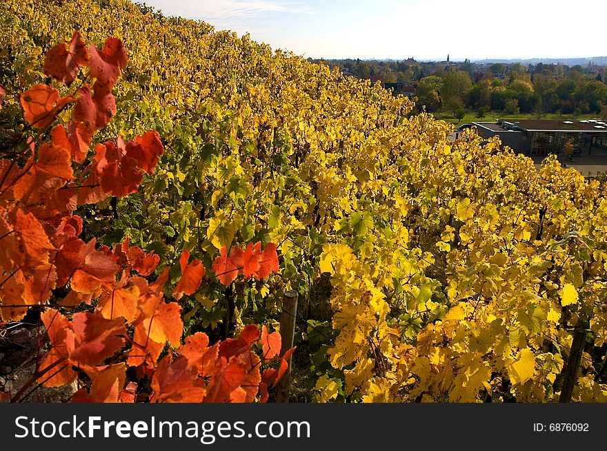 Autumn vineyard