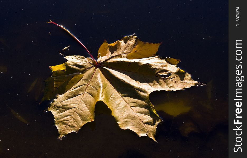 A maple leaf in a water. A maple leaf in a water