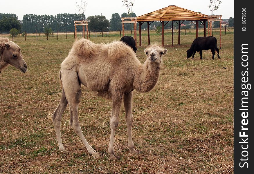 Baby camel in zoo-safari