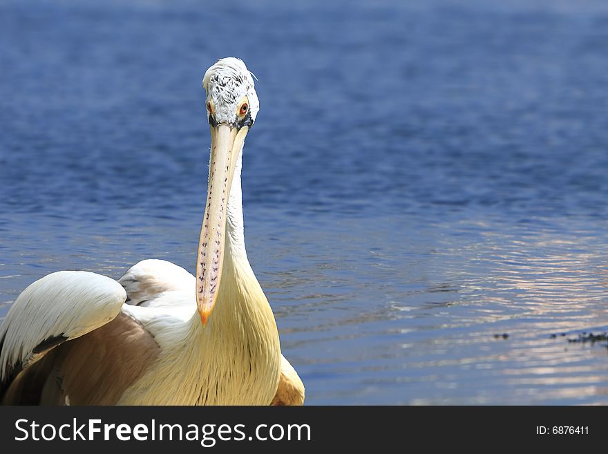 A pelican is any of several very large water birds with a distinctive pouch under the beak belonging to the bird family Pelecanidae.
