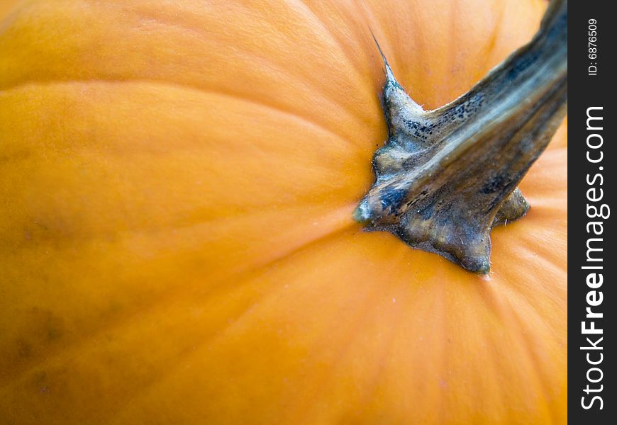 Close up on the top of a pumpkin. Close up on the top of a pumpkin.