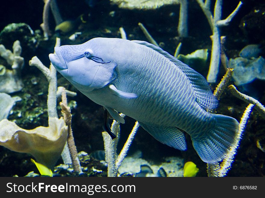 A large blue tropical fish in an aquarium. A large blue tropical fish in an aquarium