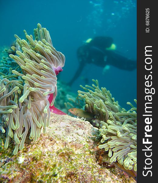 Anemone and diver,Indian ocean